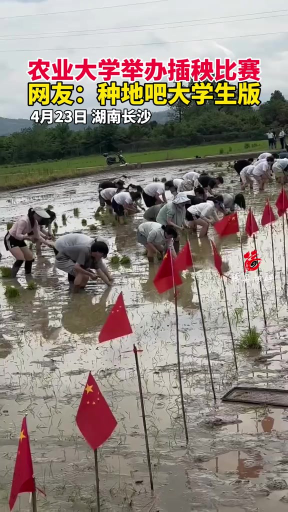 4月23日,湖南长沙,农业大学举办插秧比赛,网友:种地吧大学生版.素材来源种地大学生