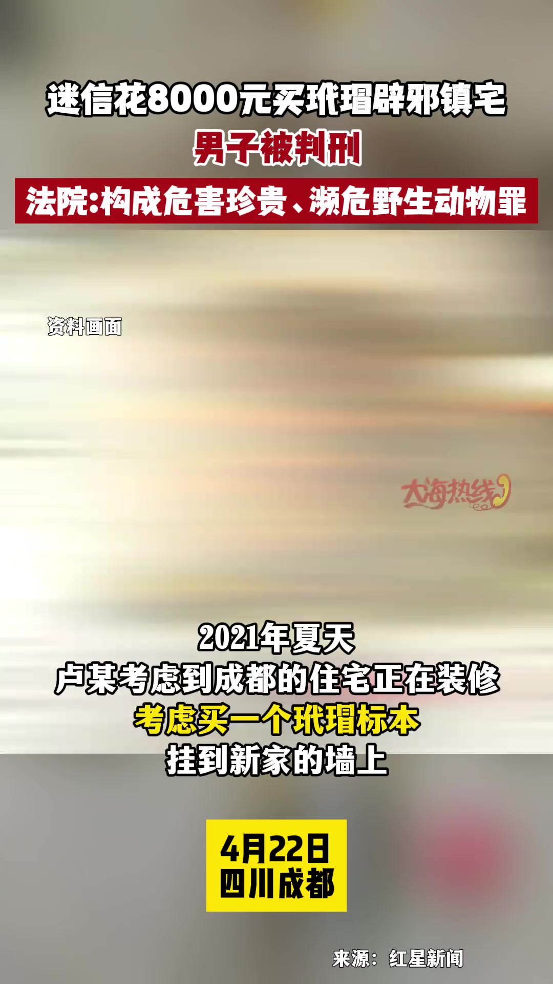 迷信花8000元买玳瑁辟邪镇宅男子被判刑法院构成危害珍贵、濒危野生动物罪