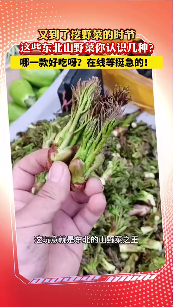 又到了挖山野菜的时节!这些东北山野菜你认识几种?