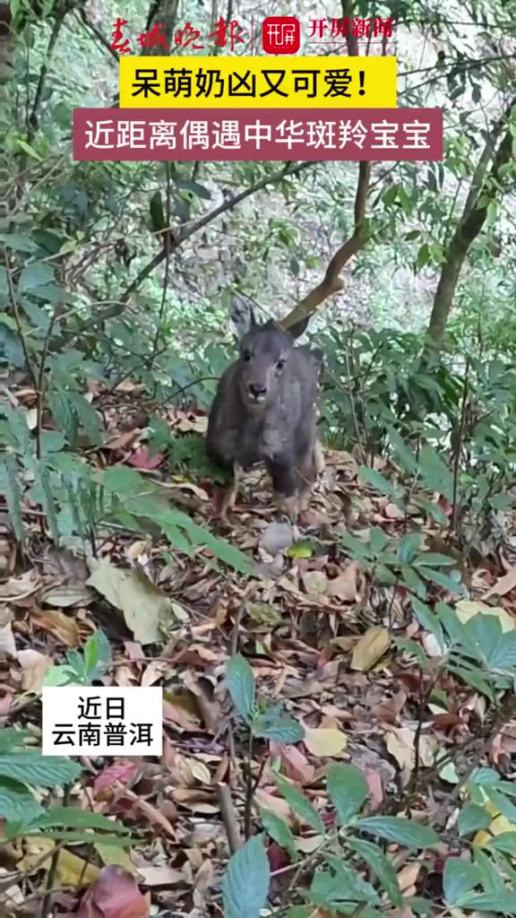 护林员偶遇奶凶中华斑羚宝宝 近日,护林员在云南省普洱市景东县境内的无量山国家级自然保护区开展林区巡护时,近距离偶遇一只中华斑羚,于是赶紧用手...