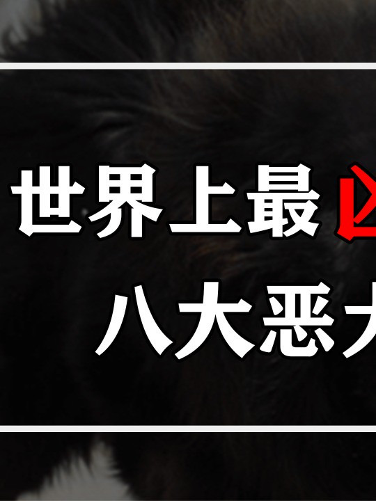 世界上最凶猛的八大恶犬,长相凶猛战斗力超强,你敢养一只吗?(中)