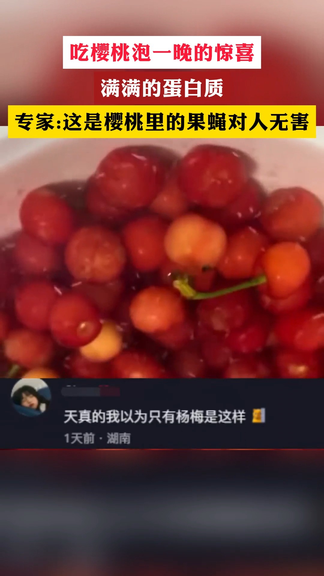 专家:这是楼桃里的果蝇对人无害