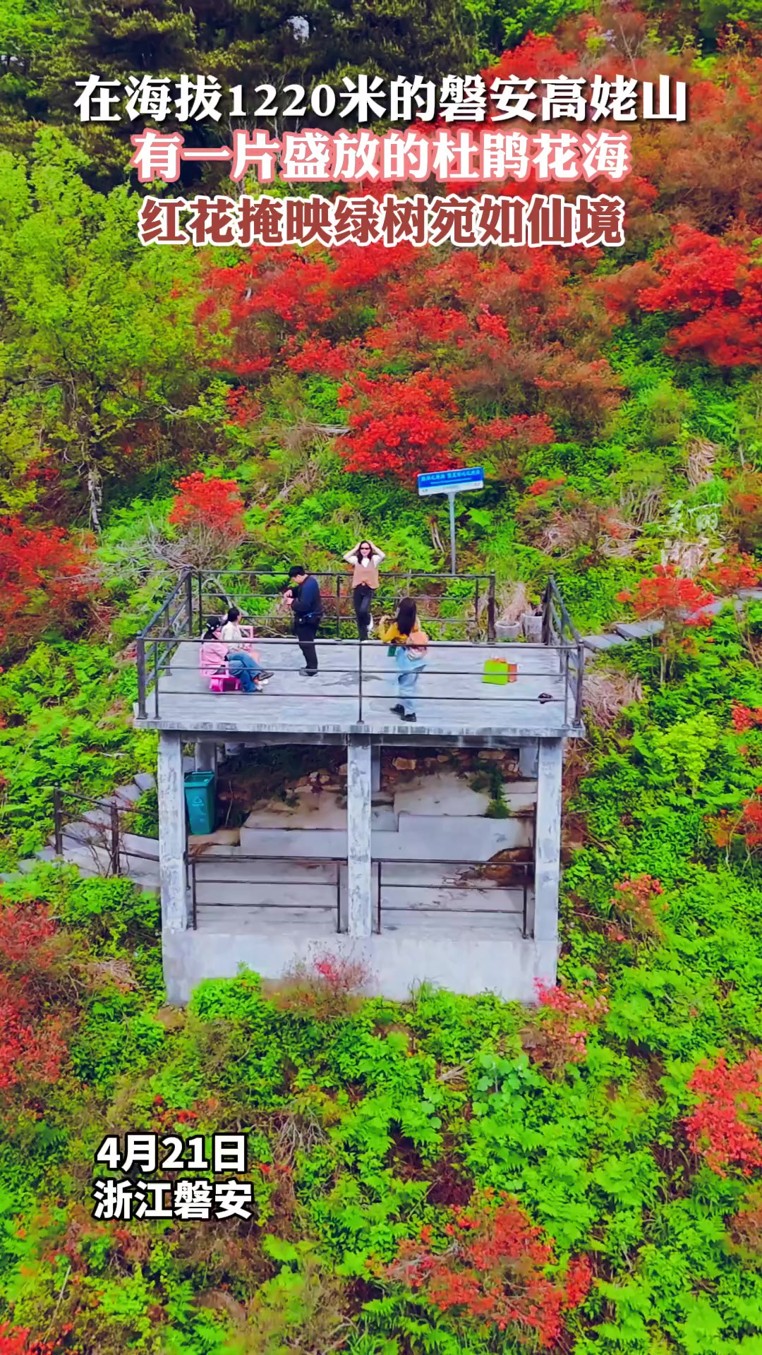 登上海拔1220米的磐安高姥山,奔赴一片杜鹃花海~