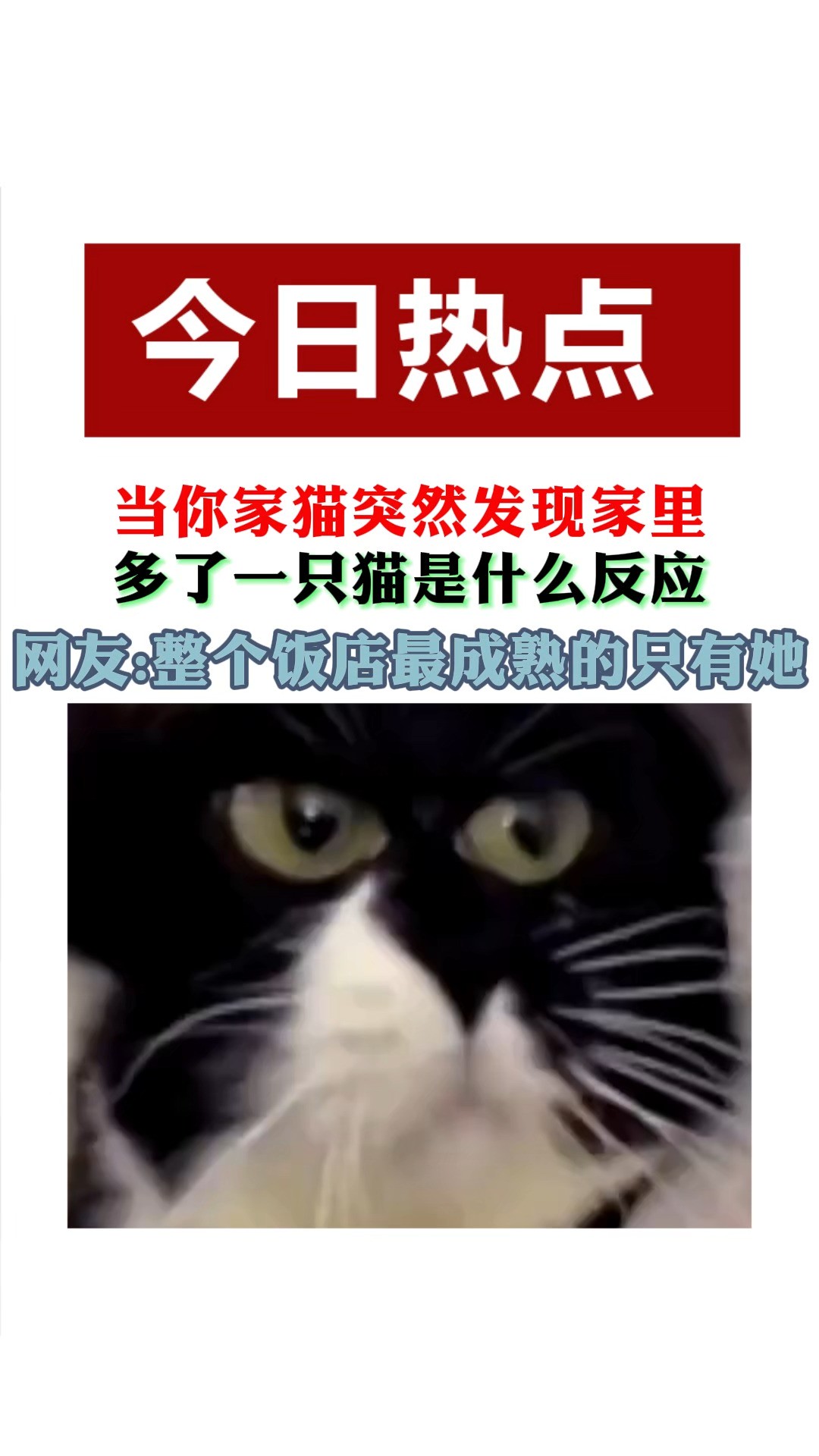 黑猫:十分有九分不对劲