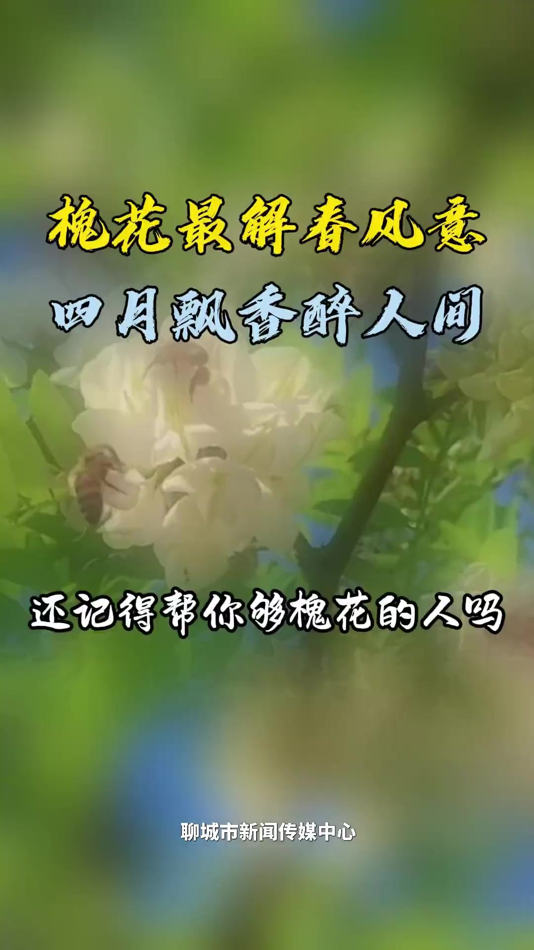 槐花最解春风意 四月飘香醉人间 还记得帮你够槐花的人吗(记者:齐玉哲 杜飞 仲雪 布国睿(实习)审核:李彬)