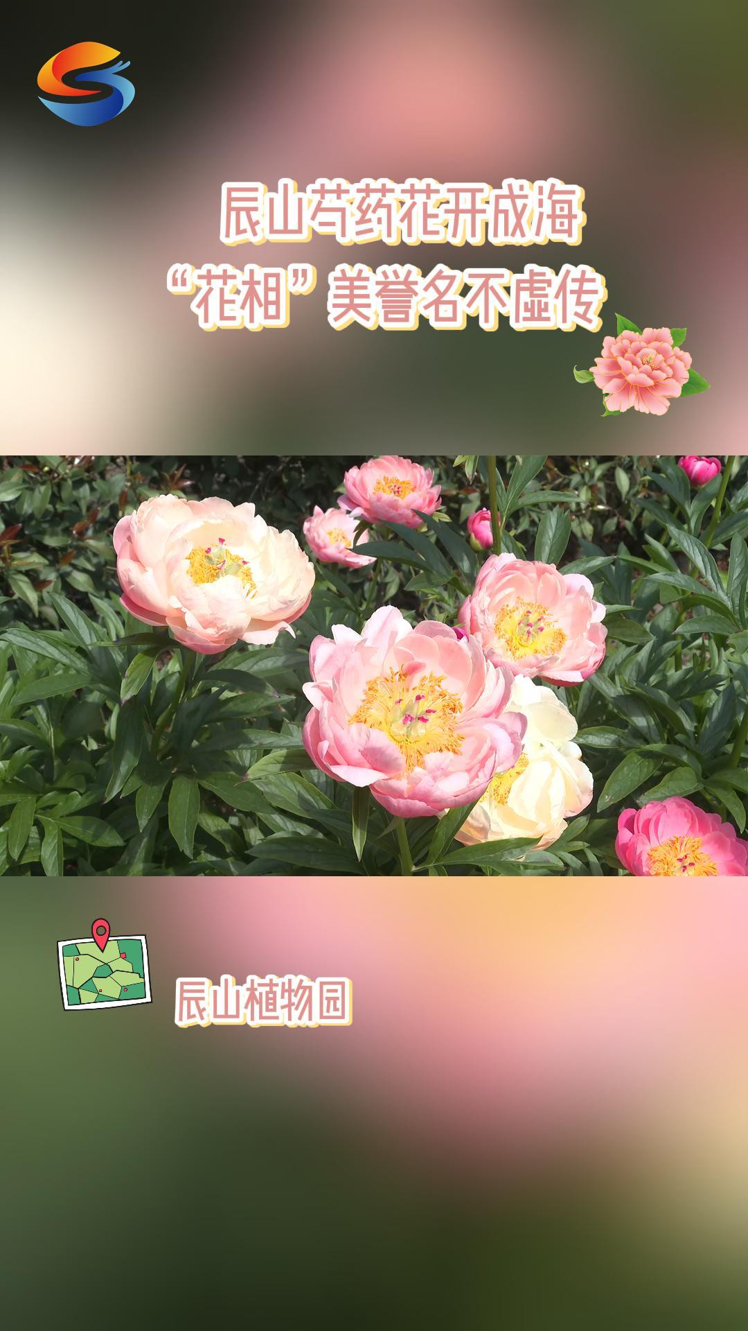 辰山芍药花开成海,“花相”美誉名不虚传#上海松江 