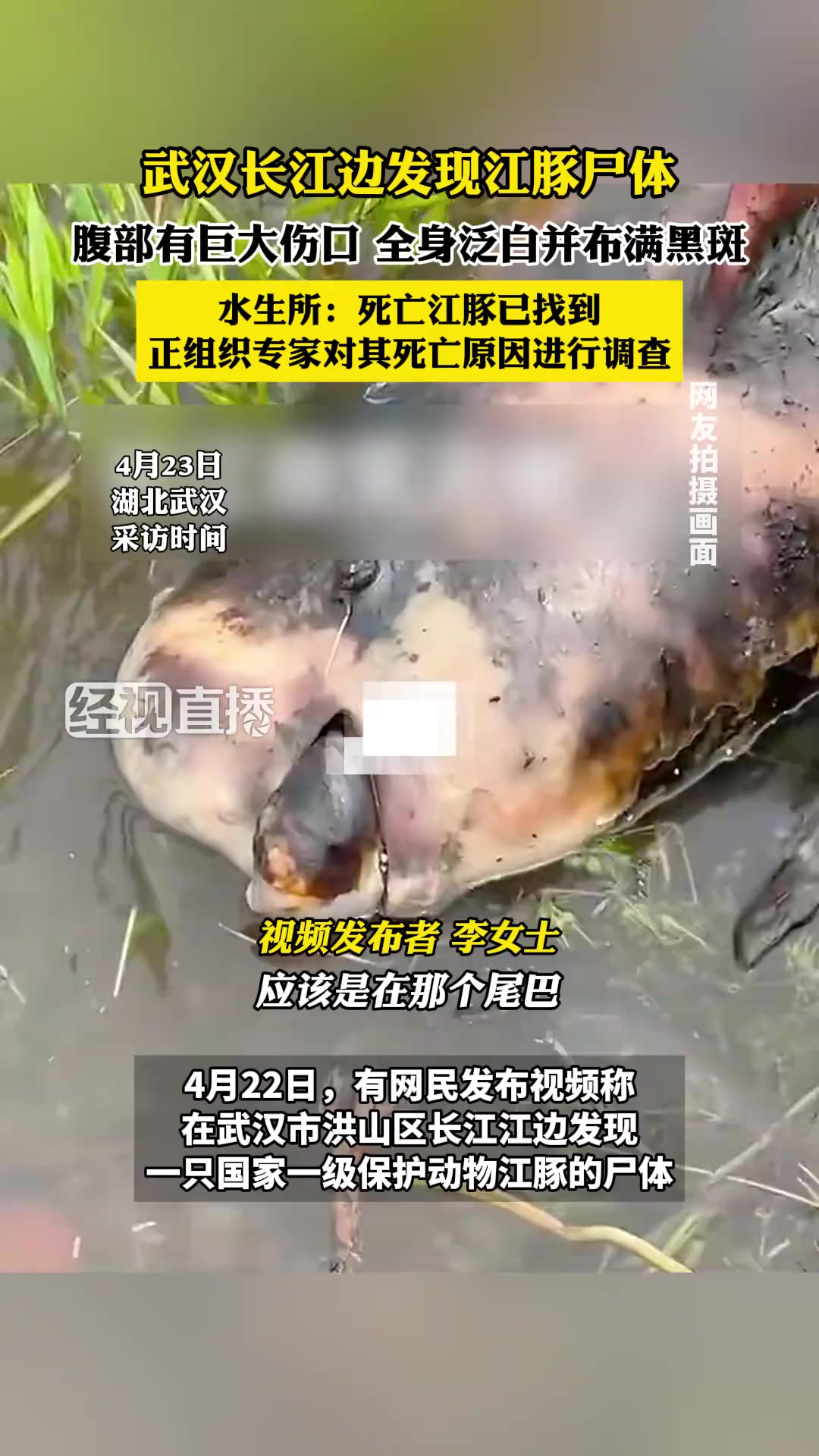 武汉长江边发现江豚尸体,水生所:死亡江豚已找到,正组织专家对其死亡原因进行调查