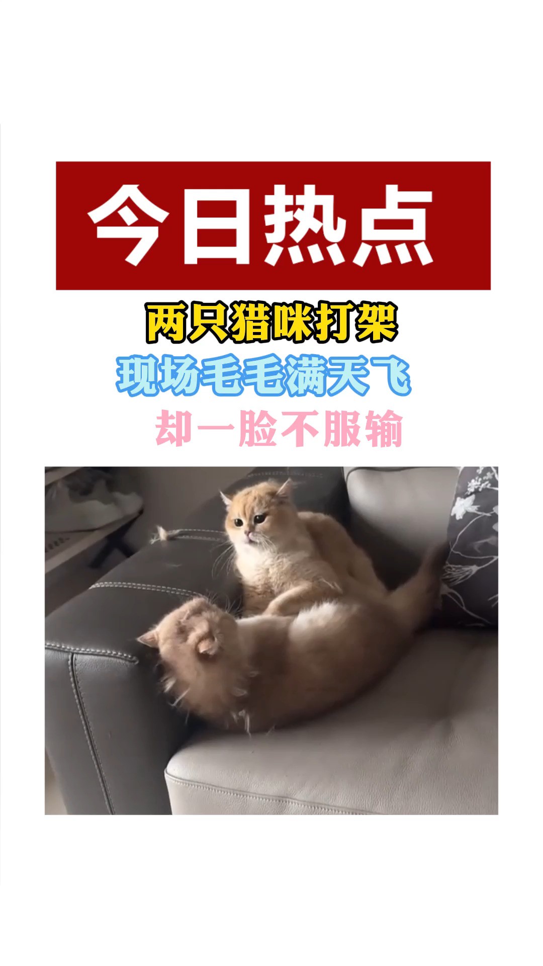 两只猫咪打架