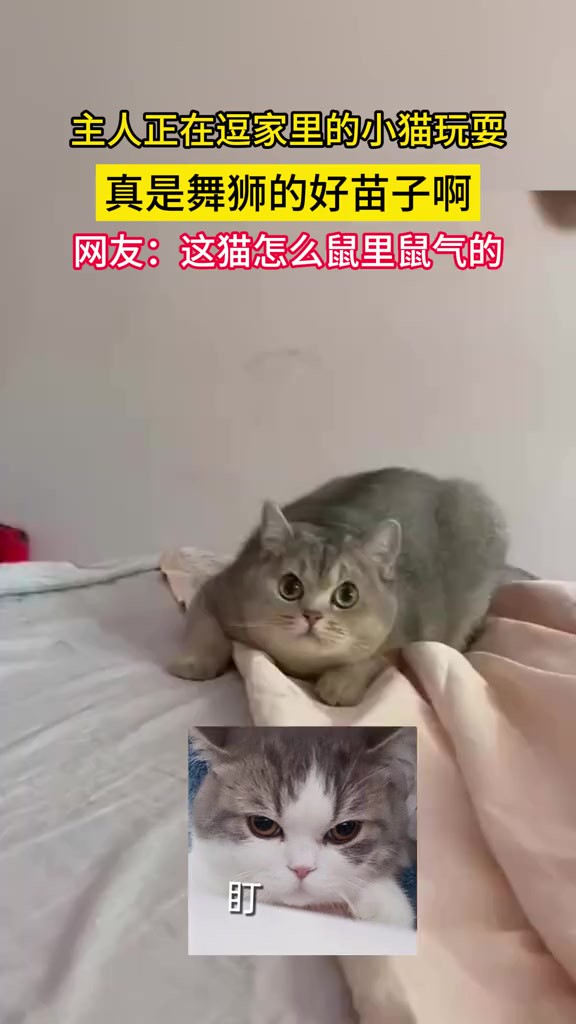 主人逗家里的小猫玩耍,咋这猫鼠里鼠气的呢,素材来源