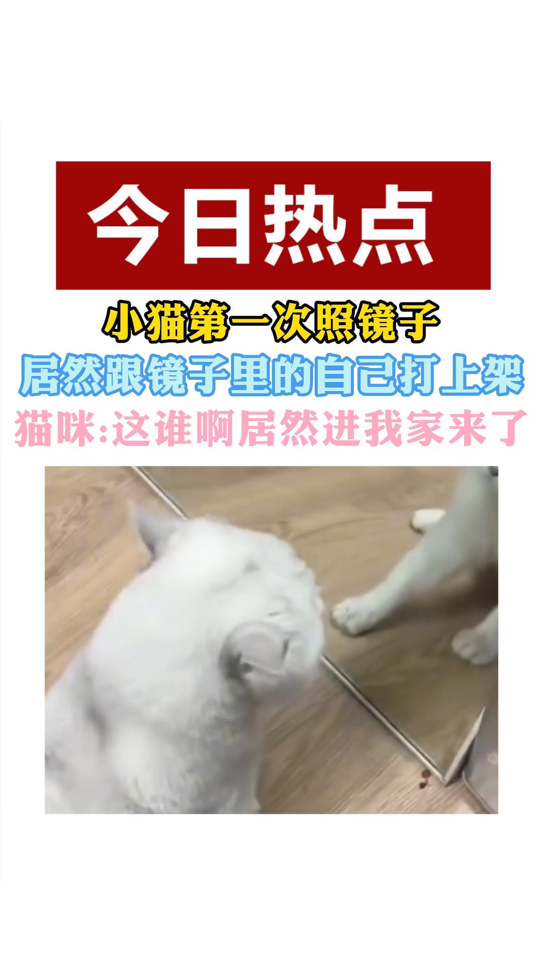 小猫第一次照镜子