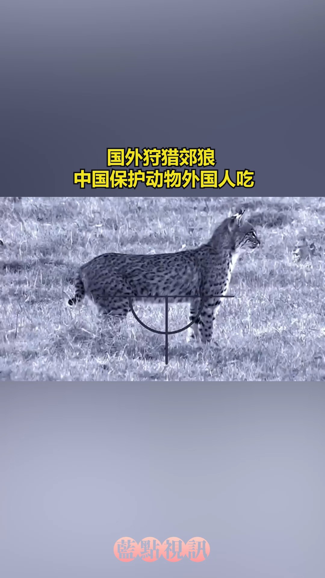 国外狩猎郊狼 中国保护动物外国人吃