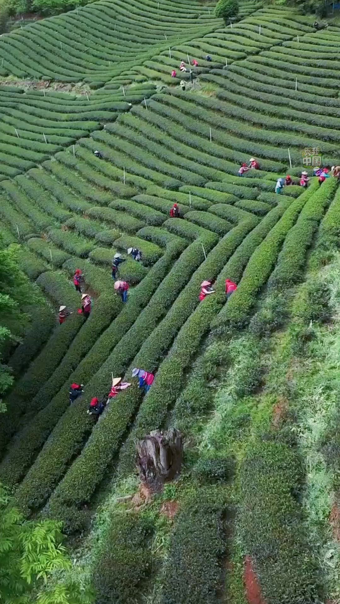 茶香四溢,春意正浓,一杯香茗,一份匠心!了不起的小城,这一站,福建安溪!以茶为媒,邀你共饮一盅春茶