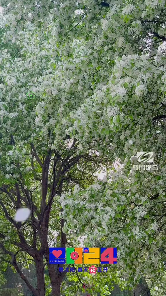 春光烂漫,花开正美!