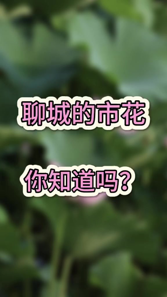 聊城的市花你知道是什么吗?(记者:王越 审核:李彬)