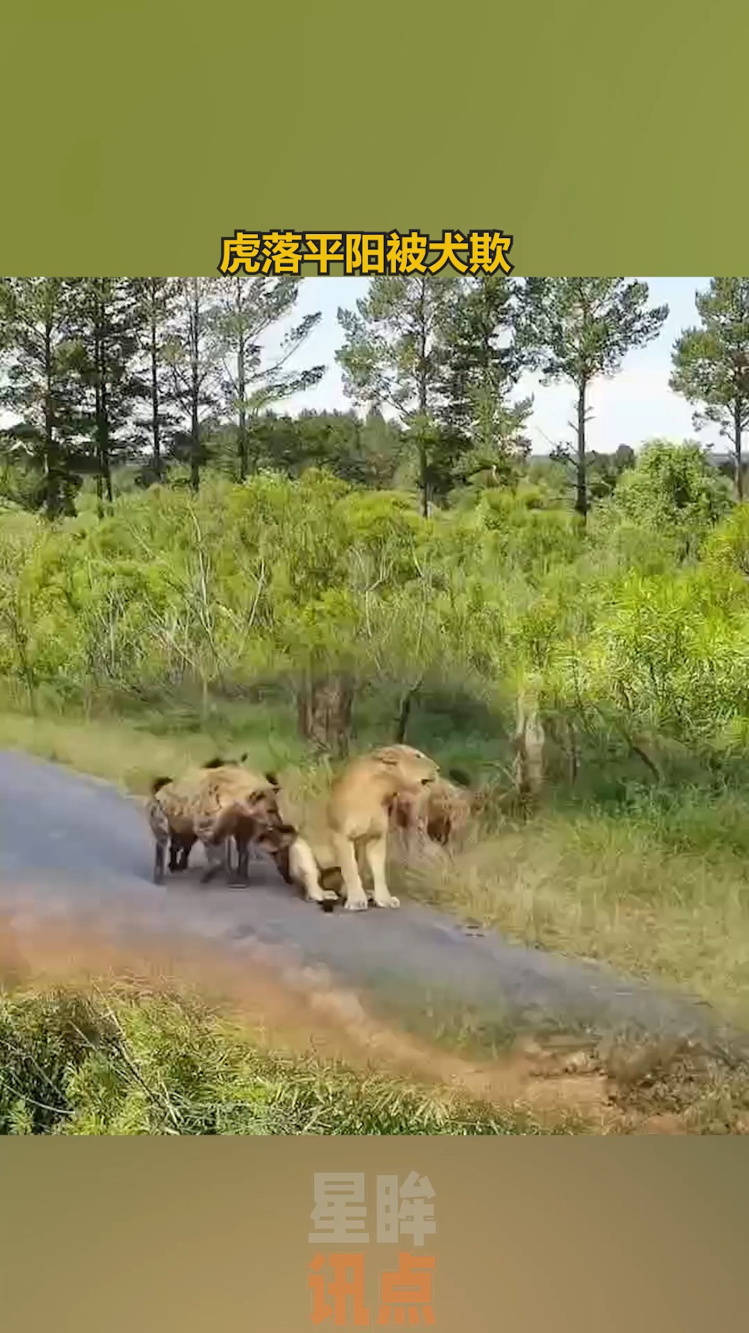 虎落平阳被犬欺