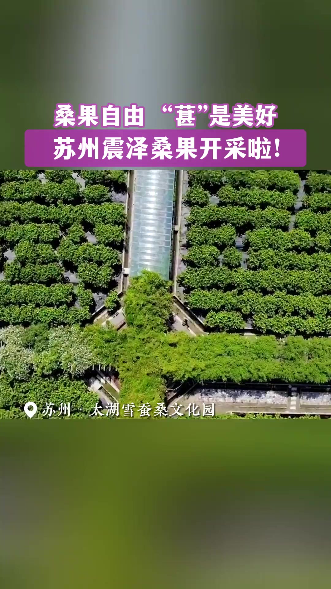 摘的时候手被染紫,但是吃的时候可是真甜呐!又到一年桑葚采摘时,五一约震泽太湖雪蚕桑文化园,在“花青素能量站”实现桑葚自由!