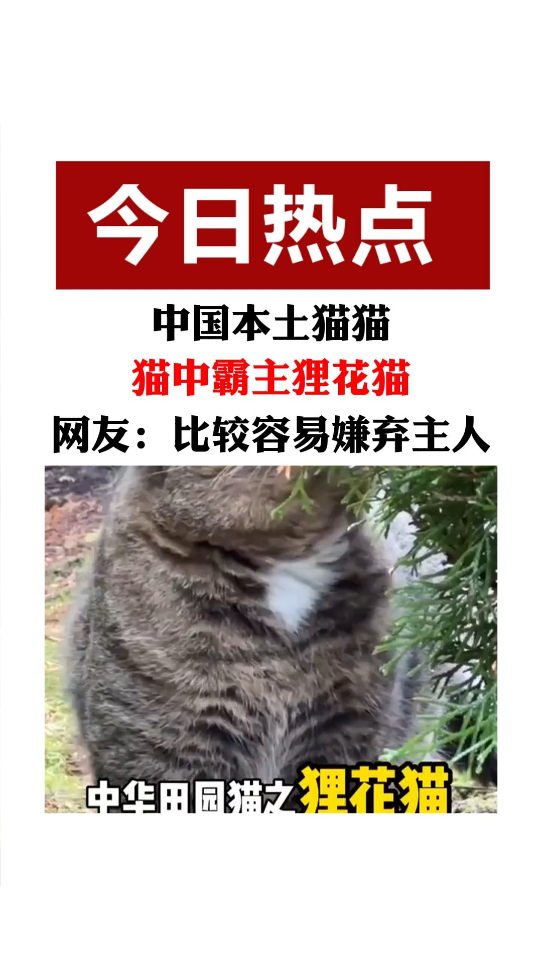 中国本土猫猫,猫中霸主狸花猫