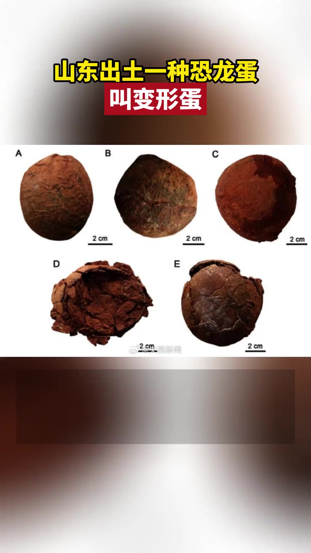 山东出土一种恐龙蛋叫变形蛋