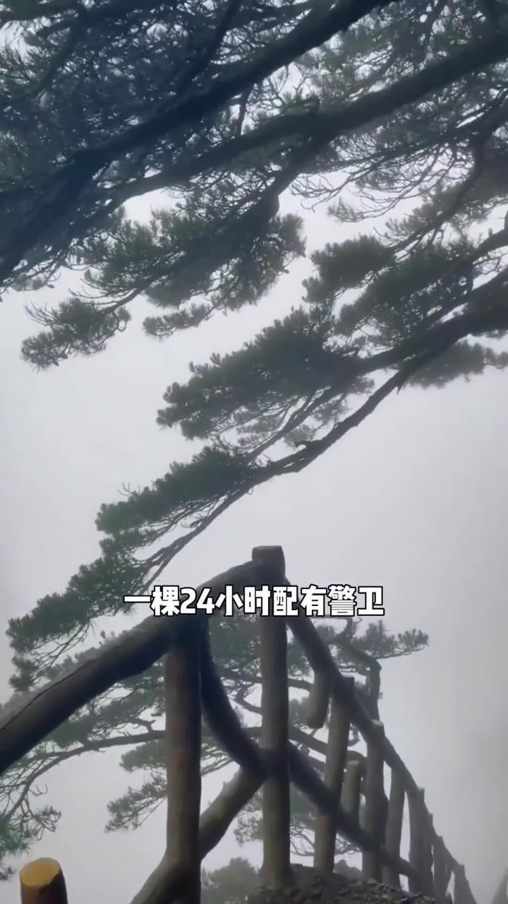 中国最贵的三棵树.黄山迎客松,武夷山大红袍.#旅行推荐官#旅游攻略#旅行大玩家#景点打卡