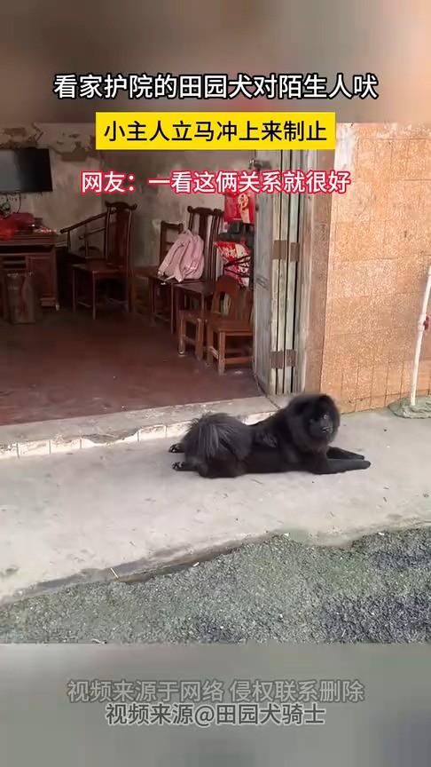 看家护院的田园犬对陌生人吠小主人立马冲上来制止网友:一看这俩