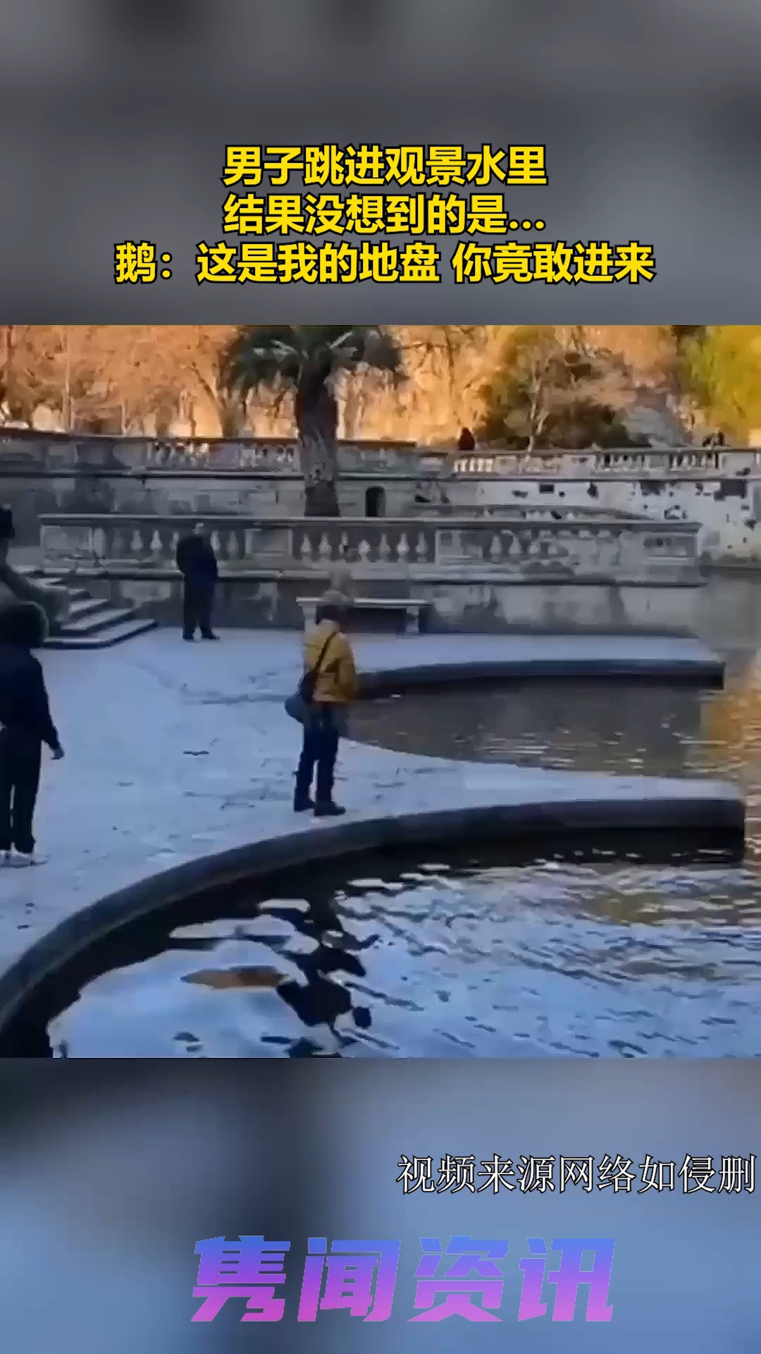 男子跳进观景水里,结果没想到的是…鹅:这是我的地盘 你竟敢进来