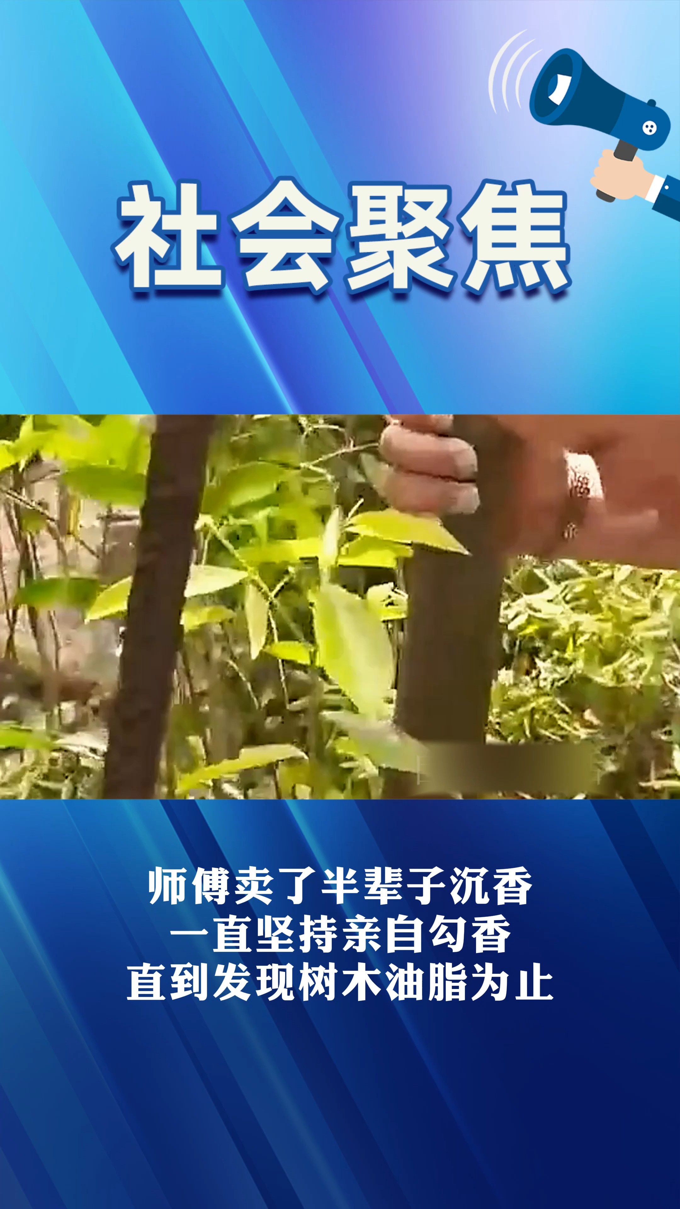 师傅卖了半辈子沉香 一直坚持亲自勾香 直到发现树木油脂为止