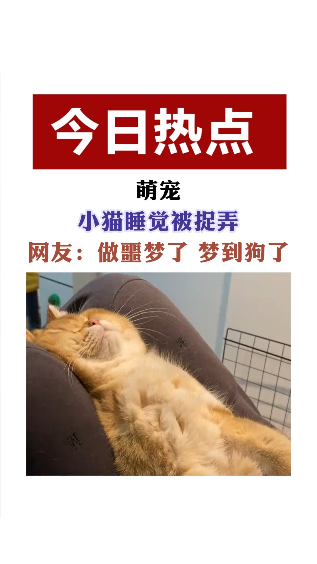 萌宠 猫猫睡觉被抓弄 猫:做噩梦了 梦到狗了