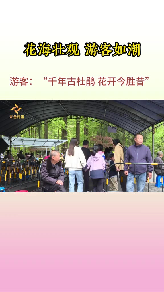 五一期间,天台华顶森林公园漫山的杜鹃花竞相怒放,灿若云锦,吸引广大游客赏花、旅游、休闲和度假,景区人气火爆.