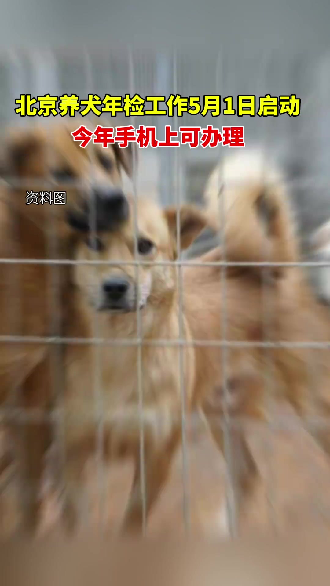 北京养犬年检工作5月1日启动,今年手机上可办理