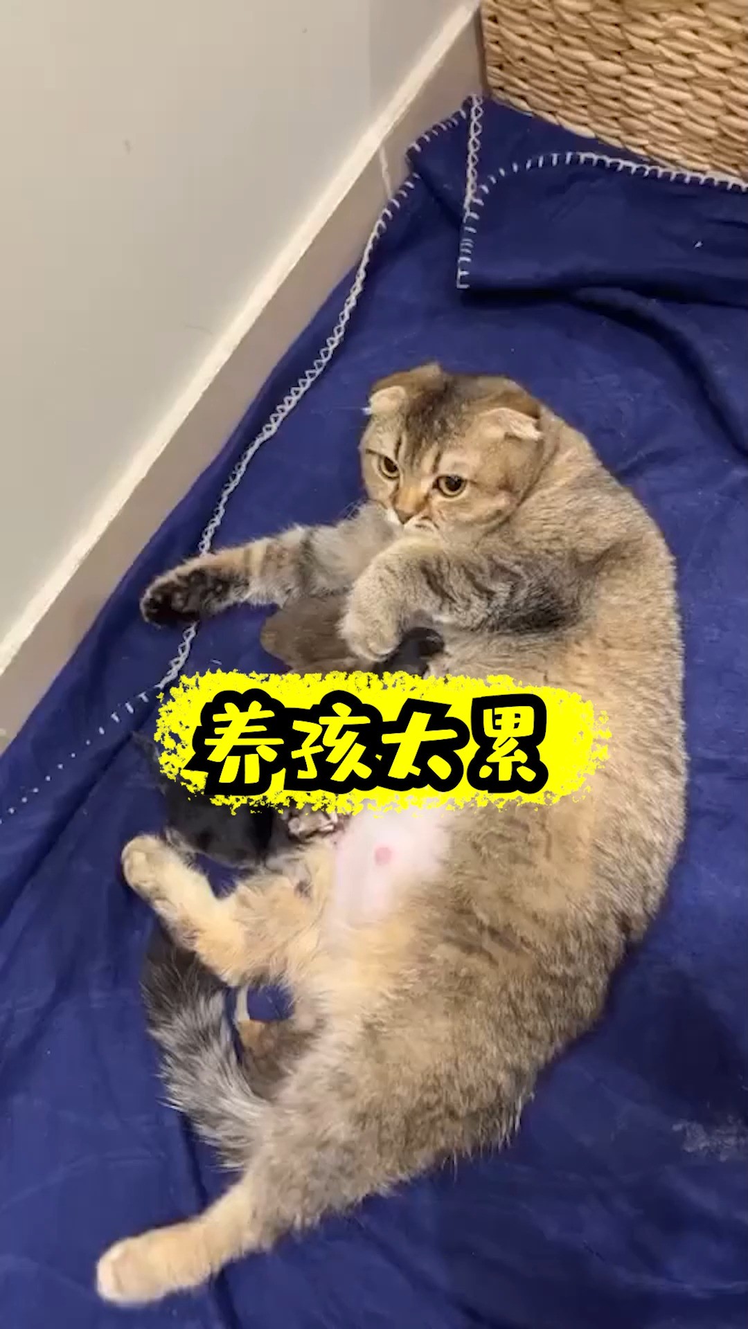 二咪子可真行,弄一堆五颜六色的小猫咪##宠物 