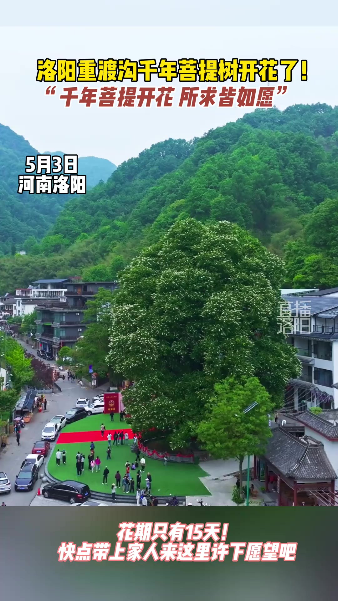 洛阳重渡沟千年菩提树开花了!“千年菩提开花 所求皆如愿”