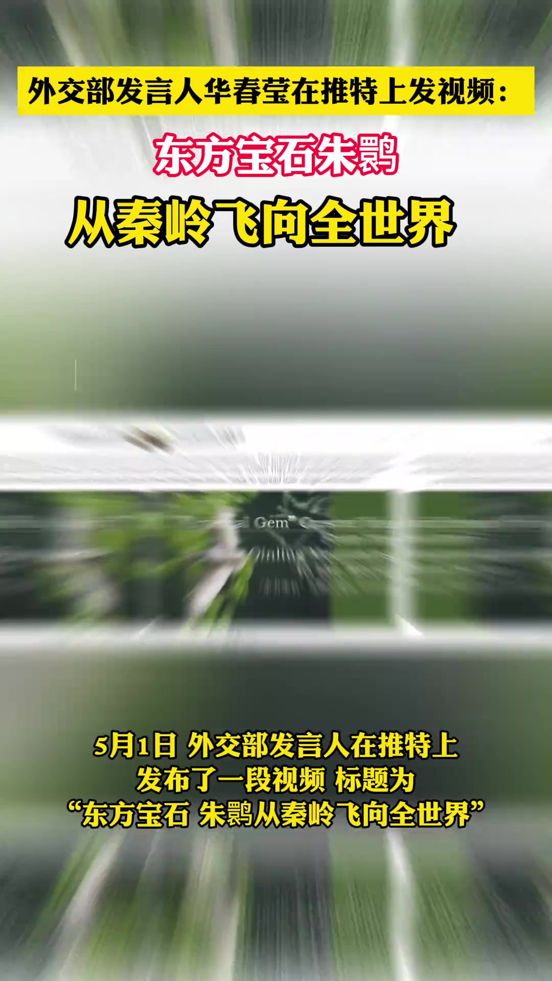 外交部发言人华春莹在推特上发视频:东方宝石朱鹮,从秦岭飞向全世界