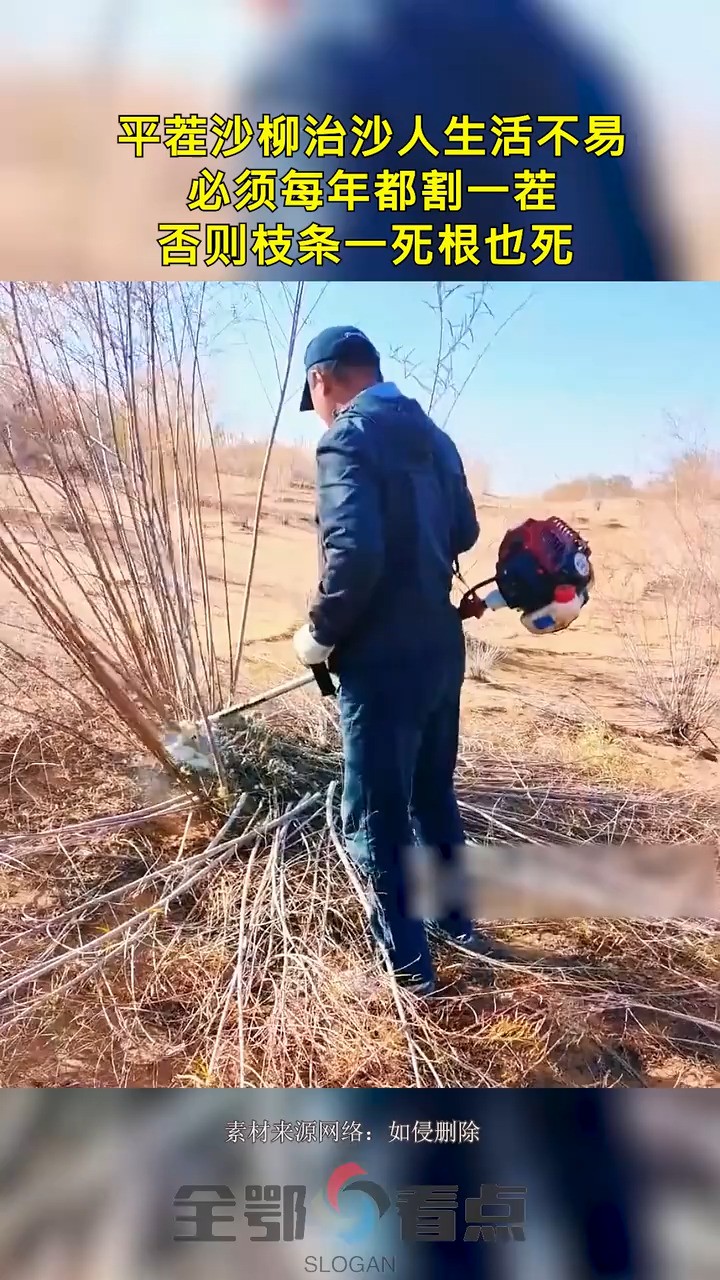 平茬沙柳治沙人生活不易,必须每年都割一茬,否则枝条一死根也死