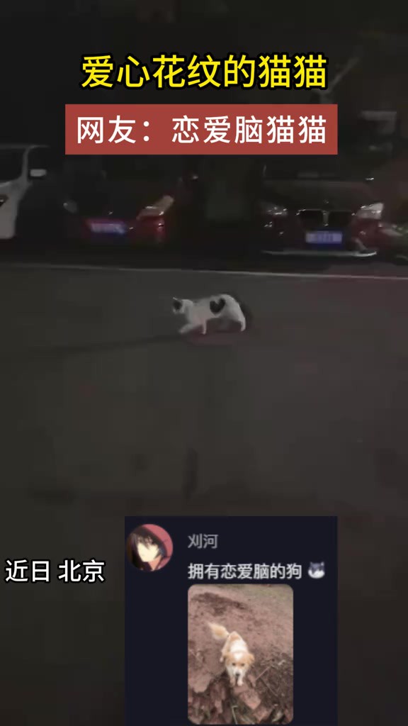 爱心花纹小猫咪