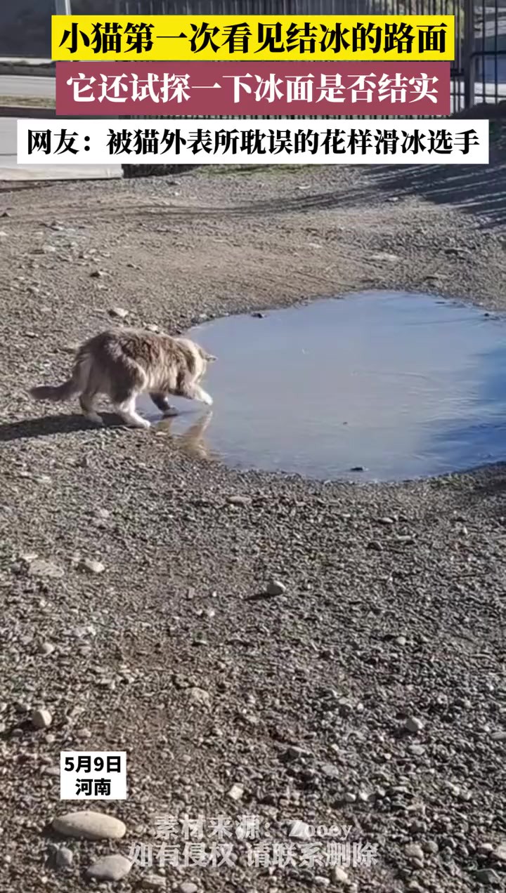 小猫第一次看见结冰的路面,它还试探一下冰面是否结实,网友:被猫外表所耽误的花样滑冰选手(素材来源:Zooey)