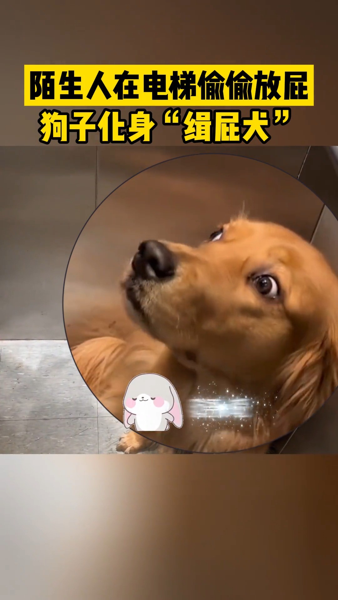 陌生人在电梯愉偷放屁 狗子化身“缉屁犬”