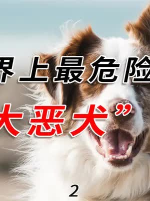 盘点世界上最凶猛的十大恶犬,东方战神藏獒只配垫底#科普