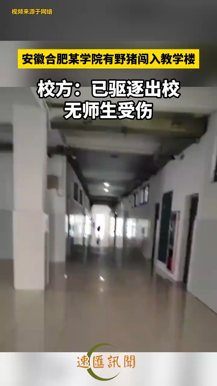 安徽合肥某学院有野猪闯入教学楼校方:已驱逐出校无师生受伤