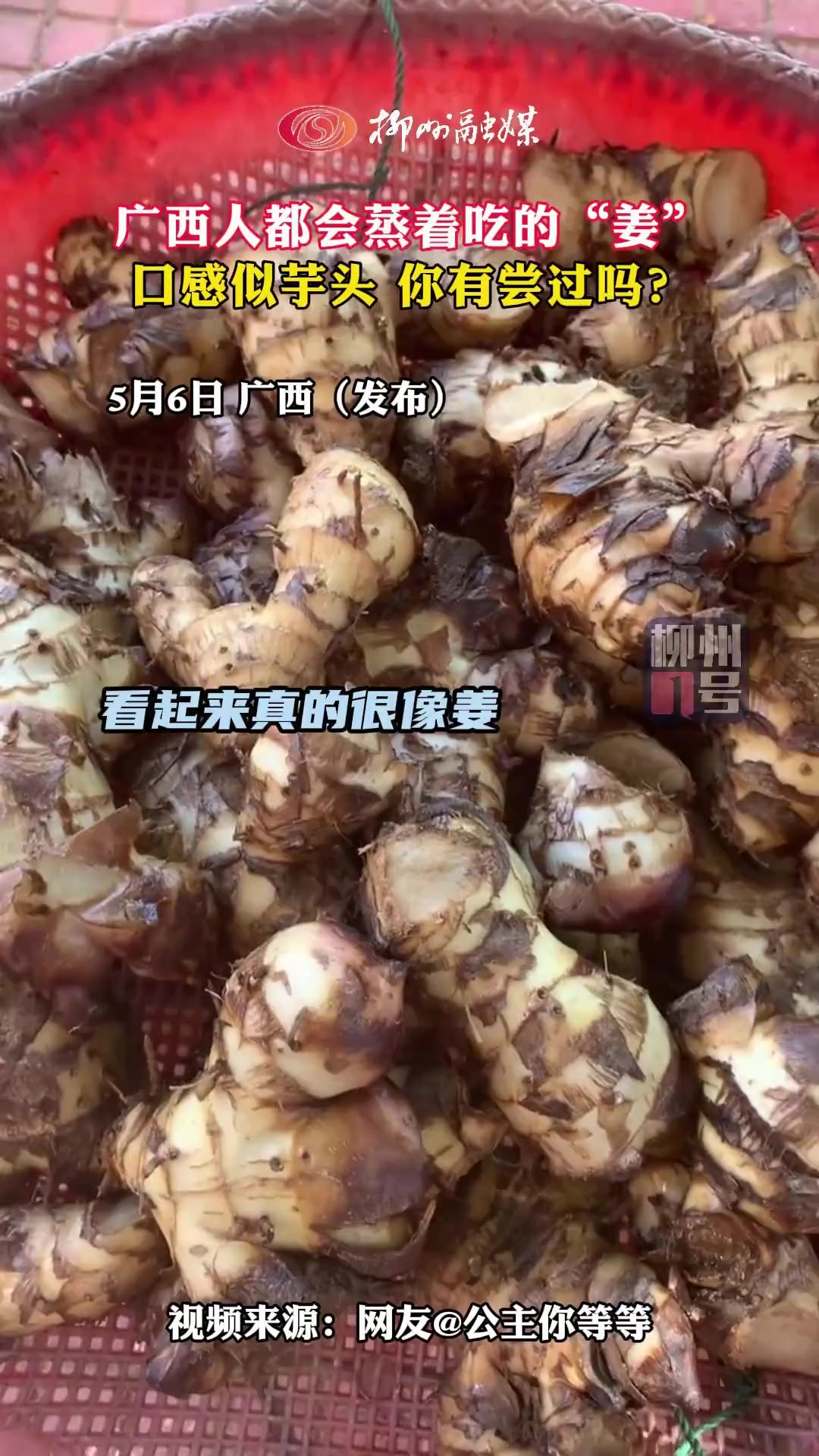 广西人都会蒸着吃的“姜”,口感似芋头 你有尝过吗?