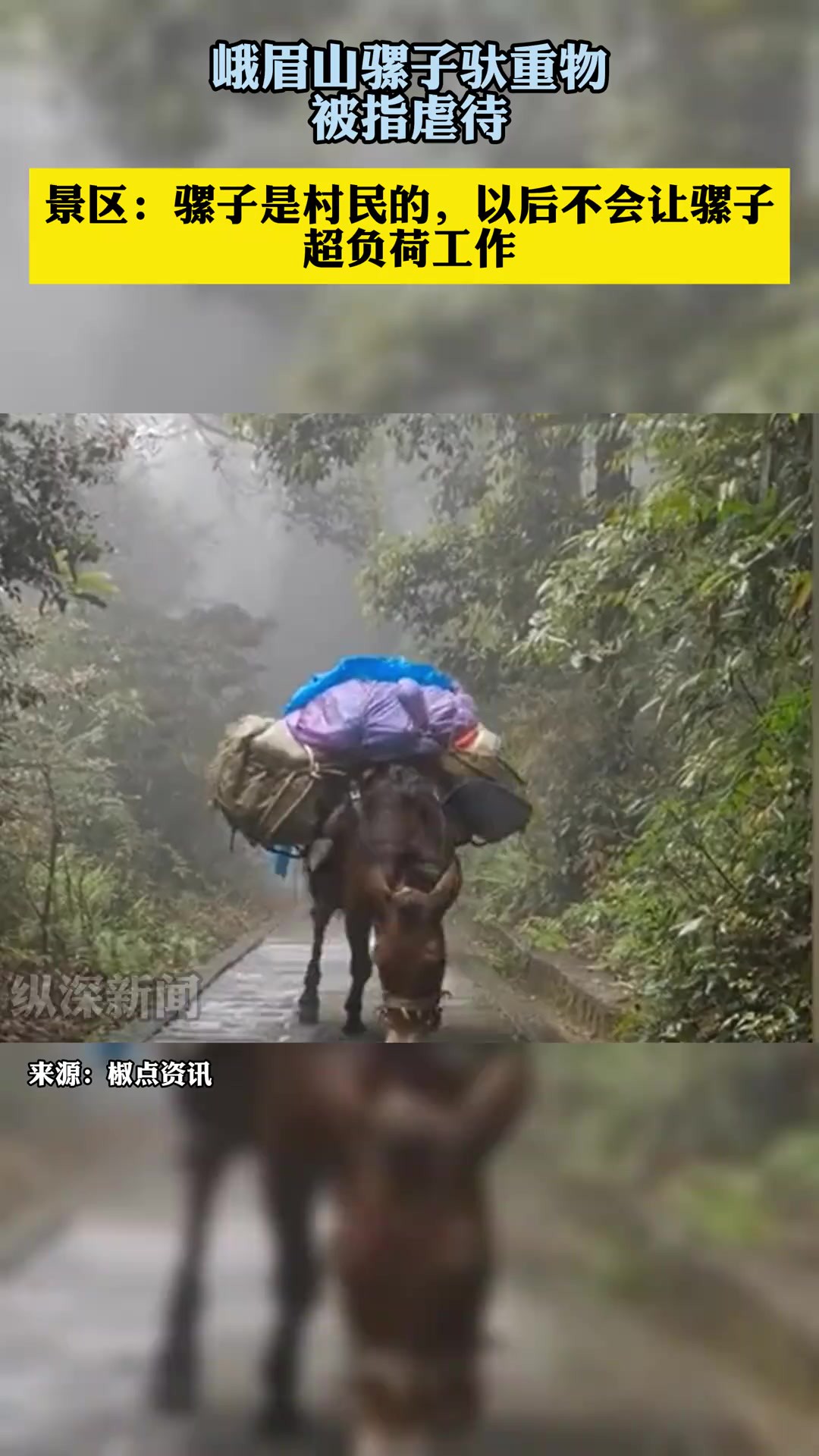 峨眉山骡子驮重物被指虐待,官方回应