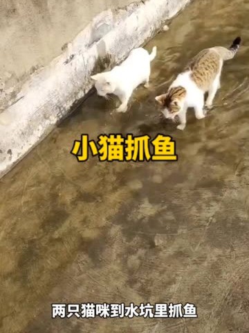  #猫咪