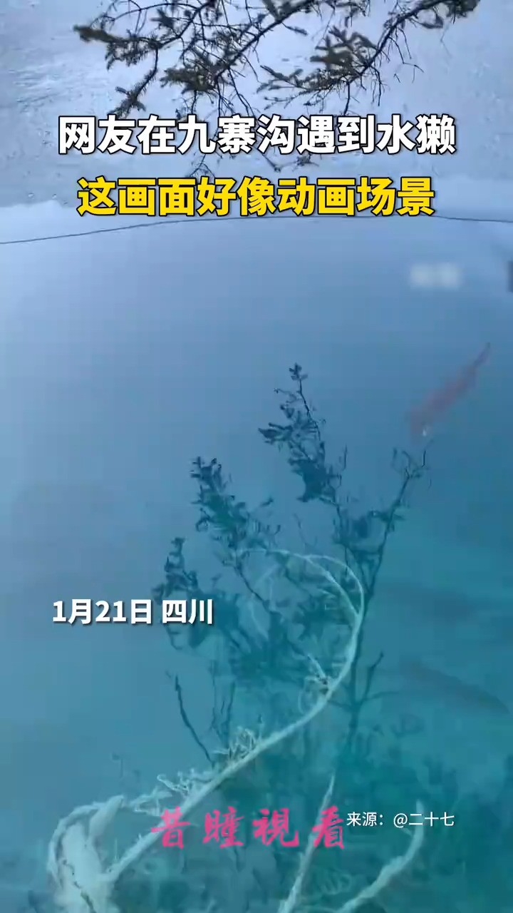 网友在九寨沟遇到水獭,这画面好像动画场景!