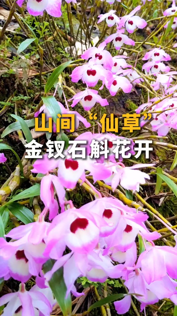 山间“仙草” 金钗石斛花开(记者制作 张云开)