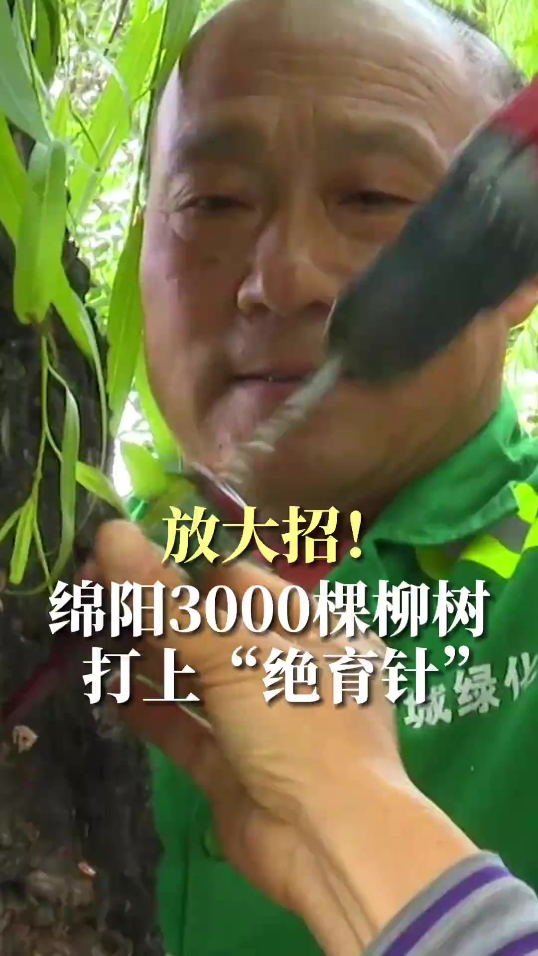 放大招!让市民远离飞絮“骚扰”,绵阳城区3000棵柳树打上“绝育针”,可有效抑制飞絮漫天飞舞.