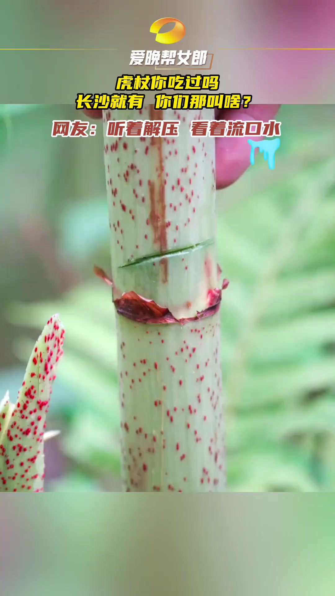 据说这种长满斑点的植物,治好了老虎的腿伤,被称为“老虎的拐杖”,所以叫虎杖.