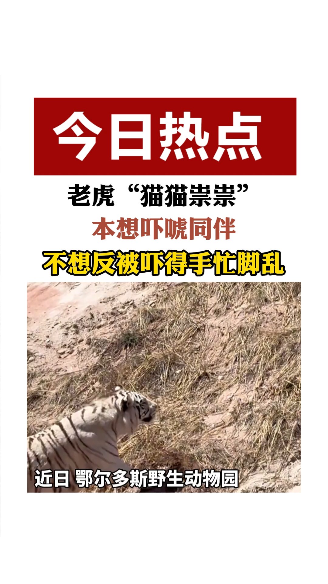 老虎“猫猫崇崇 本想吓唬同伴 不想反被吓得手忙脚乱