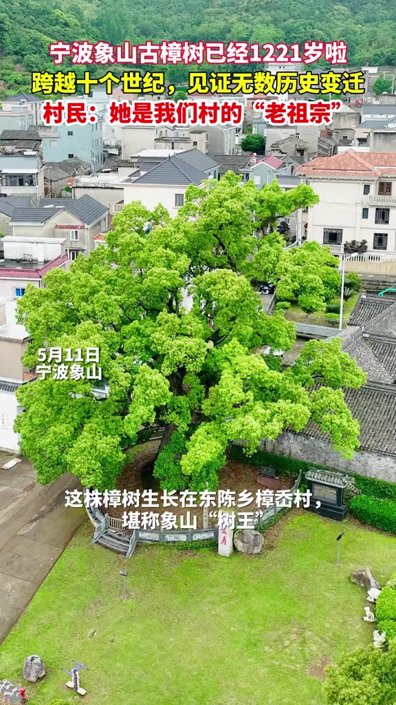 宁波象山古樟树已经1221岁啦,跨越十个世纪,见证无数历史变迁,村民:她是我们村的“老祖宗”(记者 张晓曦 通讯员 吴敏勇 郑欢)