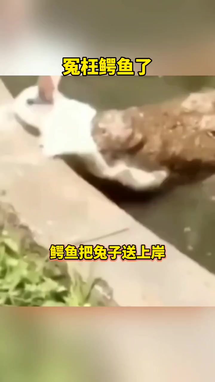 鳄鱼真是冷血动物吗 #搞笑配音 #搞笑视频