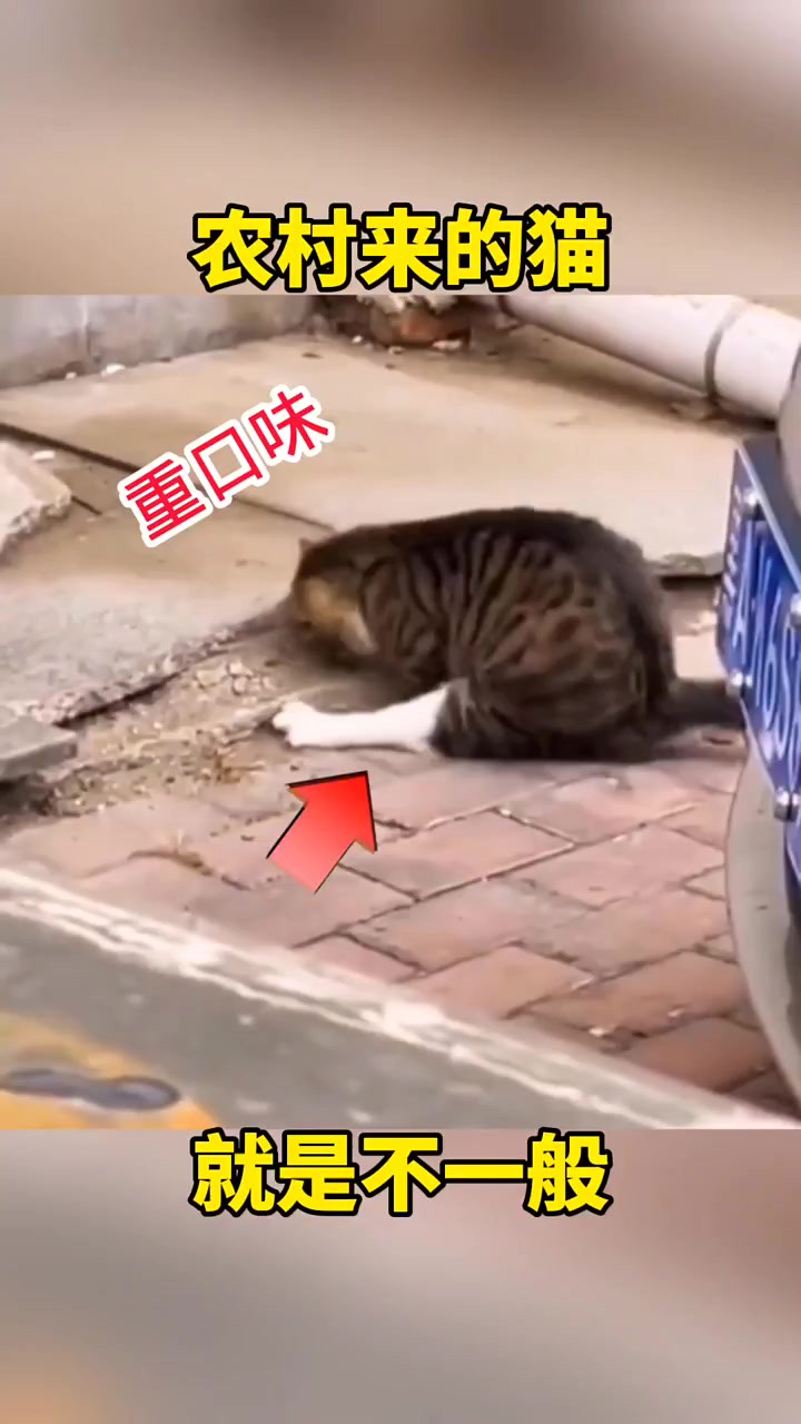 猫捉老鼠,天经地义,这也太轻松了 #搞笑配音 #搞笑视频