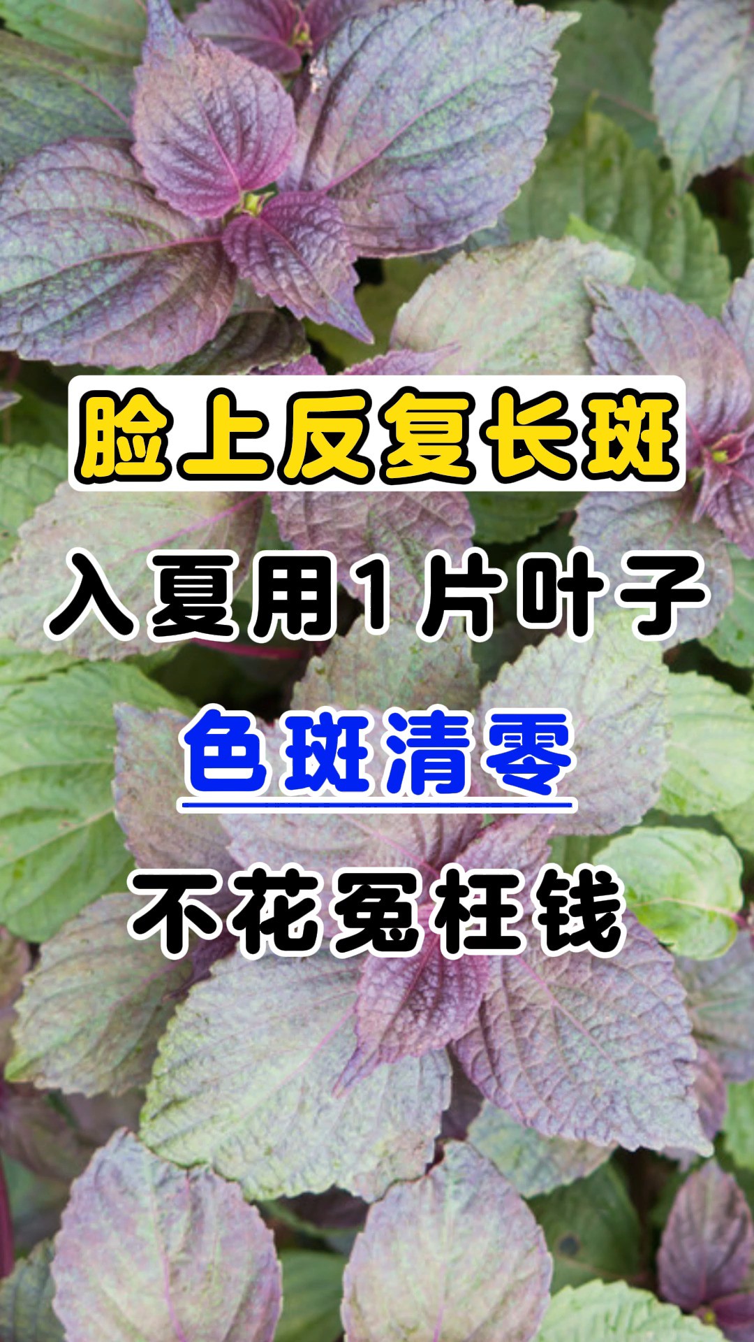 脸上反复长斑,入夏用1片叶子,色斑清零,不花冤枉钱